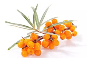 沙棘籽可以直接吃吗,沙棘可以直接吃吗