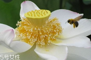 纯正荷花粉多少钱一斤,荷花牌面粉多少钱一袋