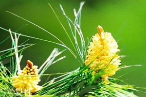 吃松花粉上火吗,松花粉吃多了上火什么症状