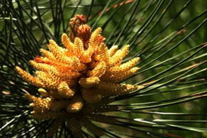 松花粉价格多少一公斤,松花粉一般多少钱一斤呢