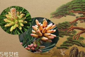 松花粉的保质期是多长时间,松花粉的保质期限是多久