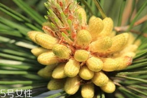 松花粉不破壁可以吃吗?,没破壁的松花粉吃了有什么害处
