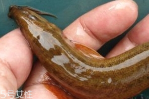 吃泥鳅会过敏吗?,吃泥鳅会引起过敏吗