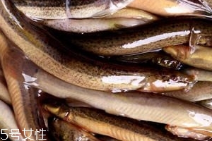 泥鳅可以吃什么食物,泥鳅对身体有什么好补?