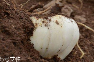 鲜百合为什么会变红,新鲜百合为什么发红