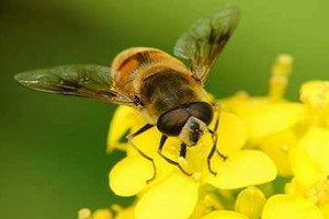洋槐蜜好还是百花蜜好,槐花蜜和洋槐蜜是一样的吗