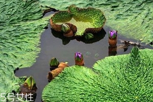 芡实什么时候种植,芡实什么时候种植视频