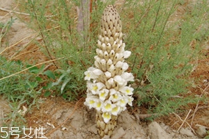 肉苁蓉什么季节的质量最好?,肉苁蓉什么时候采摘好