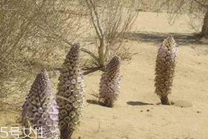 肉苁蓉一次吃多少克,肉苁蓉多少克一次