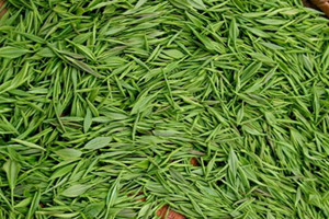 信阳毛尖为什么有毛毛,毛尖有毛吗