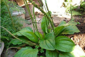 车前草什么时候采摘最好 采摘时间,车前草采摘的最佳时间