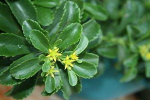 土三七的食用方法,土三七怎么吃法最好