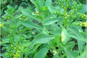 三七有毒还是土三七有毒,土三七有毒性吗