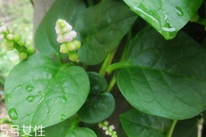 藤三七叶子能吃吗,藤三七叶子能吃吗藤三七叶的吃法