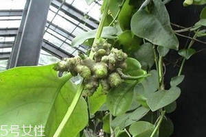 藤三七的果实怎么吃 五大吃法,藤三七的果实怎么吃