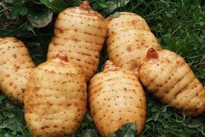 乌天麻和天麻哪个更好,乌天麻和天麻的区别图片