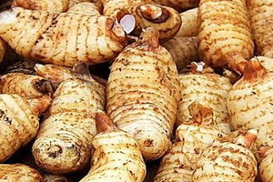 天麻不能和什么一起吃 相克食物,天麻怎样食用效果最好