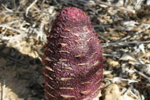 锁阳什么时间吃最好,锁阳什么时候吃效果最好