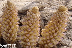 锁阳什么时候挖最好11月怎么挖,锁阳什么时候去挖最好 锁阳什么时候挖最好11月怎么挖,锁阳什么时候去挖最好