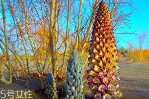 锁阳不能和什么一起吃吗,锁阳不能和什么一起吃香哈