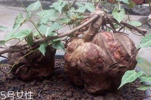 何首乌为什么长得像人形,何首乌为什么长得像人 知乎