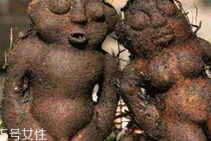 何首乌什么时候可以挖了它的果实,何首乌几年可以挖