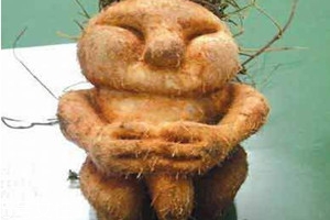 何首乌什么时候种植最好,何首乌什么时候种植?