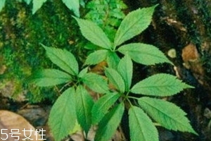 野三七长什么样子图片大全,野三七长什么样子的