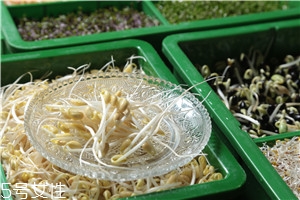 豆芽是黄豆,黄豆芽和黄豆 豆芽是黄豆,黄豆芽和黄豆