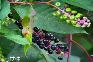 商陆价格多少钱一斤有收的吗,商陆的价格多少钱一斤