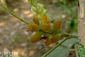 千斤拔和什么泡酒好,千斤拔泡酒有什么作用 泡酒配方