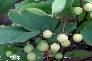 九牛力能泡酒吗 功效和作用,九牛造泡酒可以喝吗