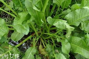 土大黄能泡水喝吗,土大黄可以泡水喝吗 土大黄能泡水喝吗,土大黄可以泡水喝吗