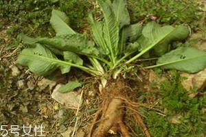 土大黄和大黄一样吗,土大黄和生大黄一样吗