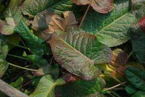 土大黄可以吃吗,土大黄可以吃吗 味道不太好