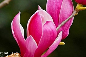 辛夷花可以泡水喝吗,辛夷花可以泡水喝吗的功效