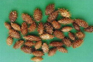 苍耳子可以泡水喝吗?,孕妇苍耳子可以泡水喝吗 苍耳子可以泡水喝吗?,孕妇苍耳子可以泡水喝吗