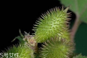 苍耳子可以治疗鼻炎吗,苍耳子和什么一起治疗鼻炎