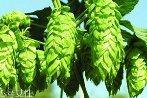 啤酒花和啤酒的关系,啤酒花是啤酒吗