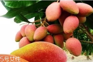 贵妃芒怎么样才是熟了,贵妃芒果怎么催熟最快