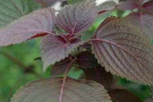 紫苏什么时候播种最好?,紫苏几月份播种最好