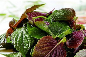 紫苏可以安胎吗,紫苏适用什么样的安胎功效