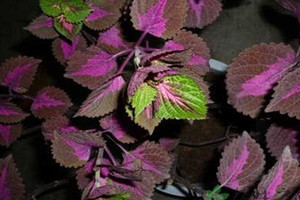 紫苏可以煎鸡蛋吗,紫苏煎鸡蛋的做法大全