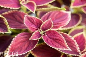 紫苏可以泡脚吗?有什么作用?,紫苏可以泡脚吗