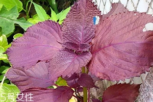 紫苏可以泡水喝吗?,紫苏有什么功效