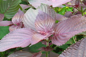 紫苏可以治感冒吗,紫苏怎样吃治感冒效果最佳