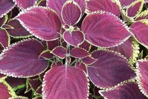 紫苏什么时候种?怎么种?,紫苏什么时候采收种子