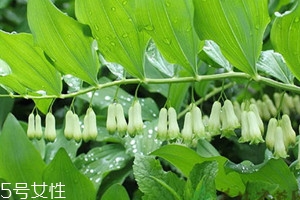 黄精什么时候种植最好,黄精怎么种植才好