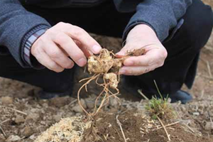 黄芪可以降血压血糖吗,黄精能降糖吗