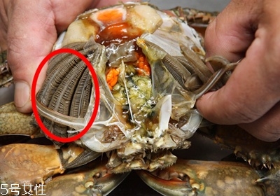 螃蟹四个不能吃的部位图片,螃蟹哪四个部位不能吃 螃蟹四个不能吃的部位图片,螃蟹哪四个部位不能吃